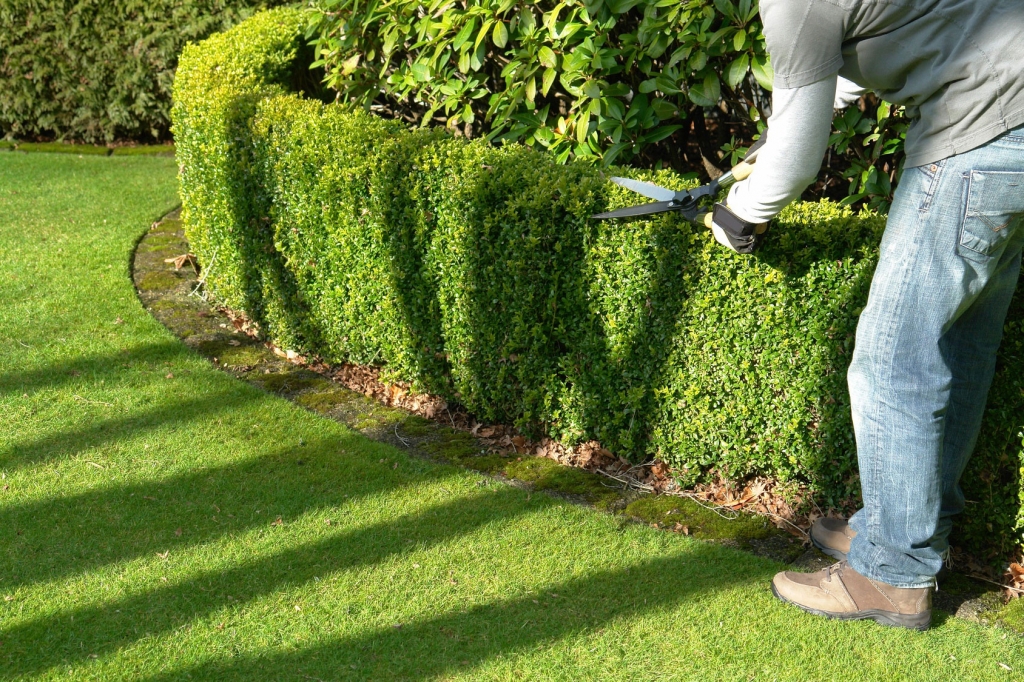 taille-haie-arbuste-fruitier-entretien-jardins-espaces-verts-94-aidlib jardins taille haies espaces verts aidlib