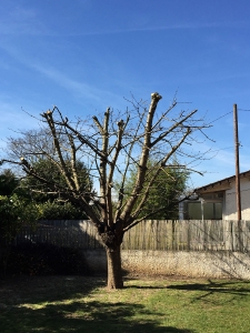 elagage-arbre-cerisier-draveil-91-après-aidlib