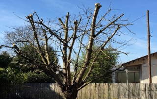 elagage-arbre-cerisier-draveil-91-après-aidlib