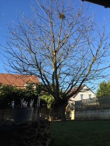 elagage-91-arbre-cerisier-draveil-91-avant-aidlib
