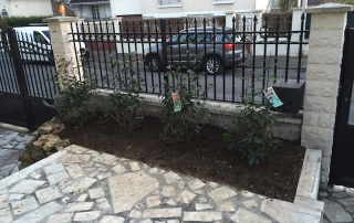 plantation photinia
