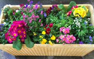 Composition de jardinières