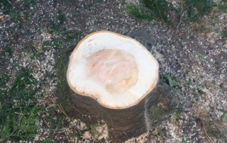 Abattage d'un cerisier