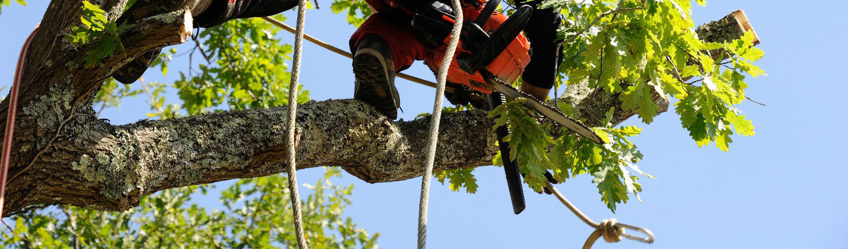 abattage-elagage-tous-types-arbres-jardins-94-aidlib