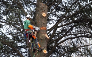 arbre-tous-type-abattage-94-aidlib-abbatage