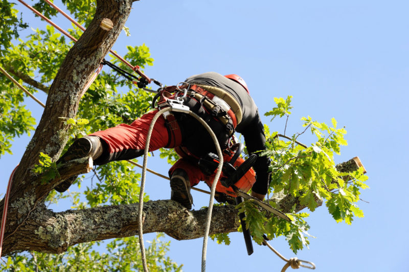 Travaux d'élagage et de dessouchage arbres pro / particuliers Aidlib