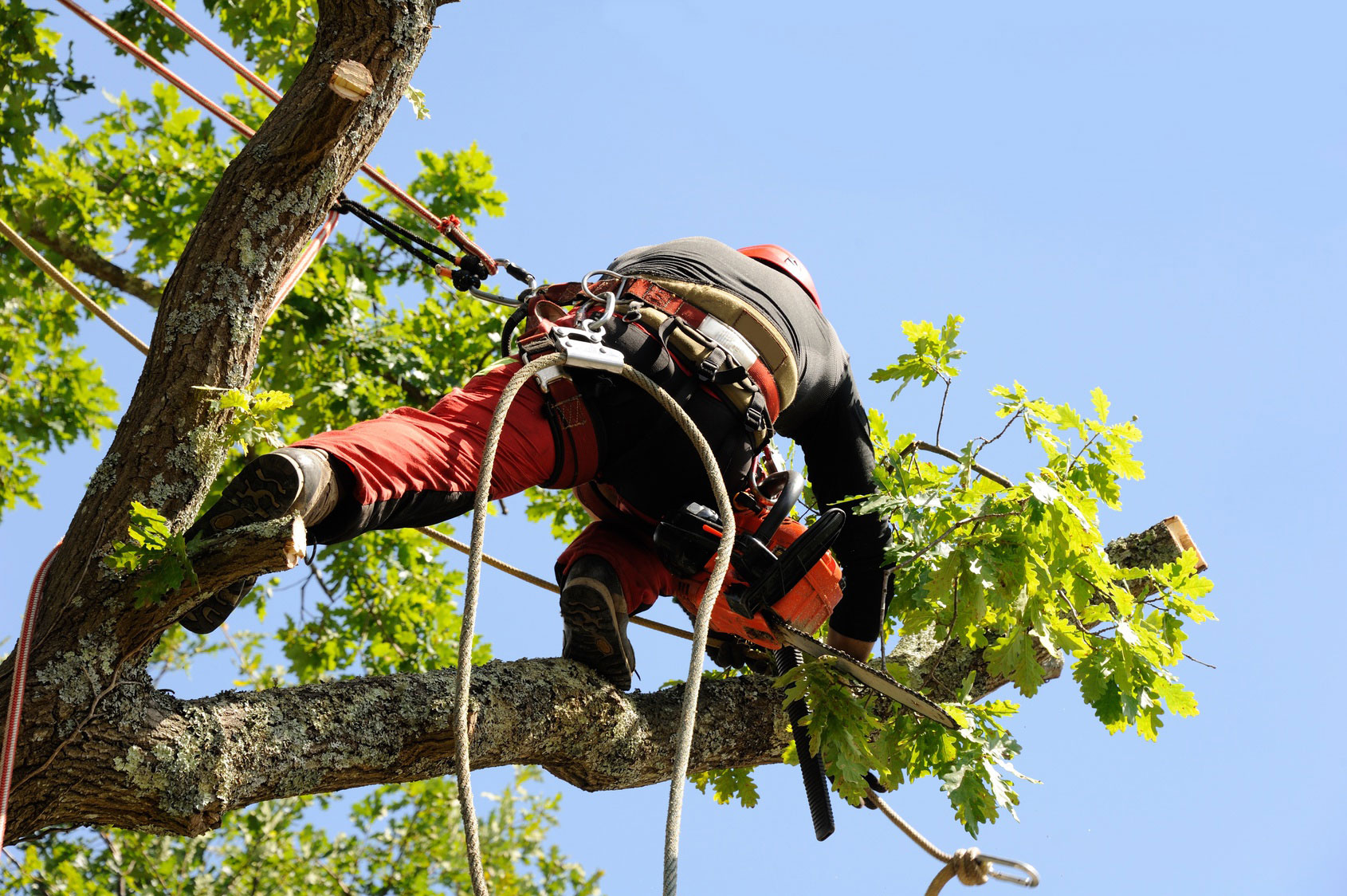 jardins entretien espaces verts aidlib