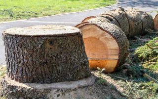 abattage-arbres-coupe-aidlib-espaces-verts-abattage-94