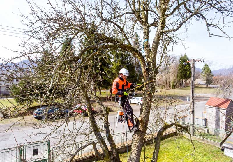 prix abattage arbre / tarif élagage arbre / élagueur 93 94