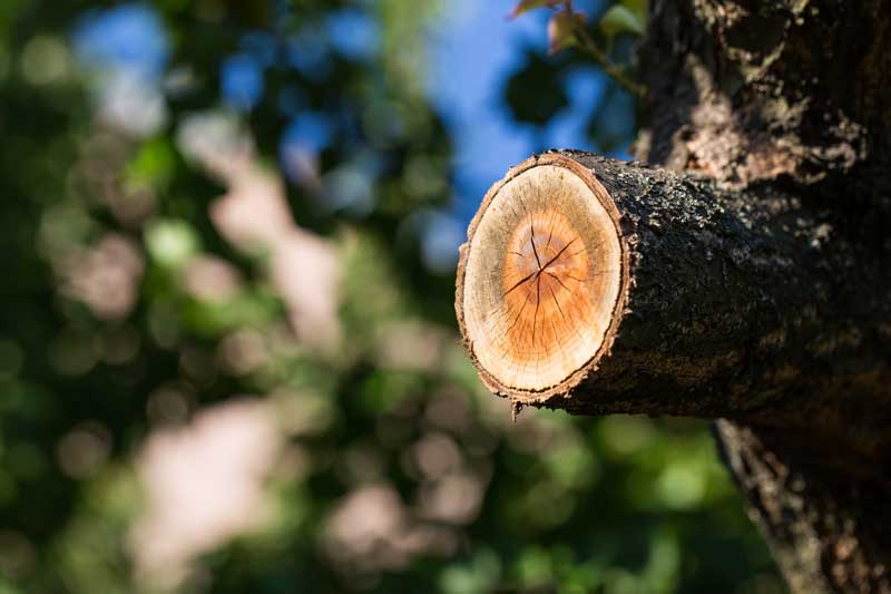 prix abattage arbre / tarif élagage arbre / élagueur 93 94