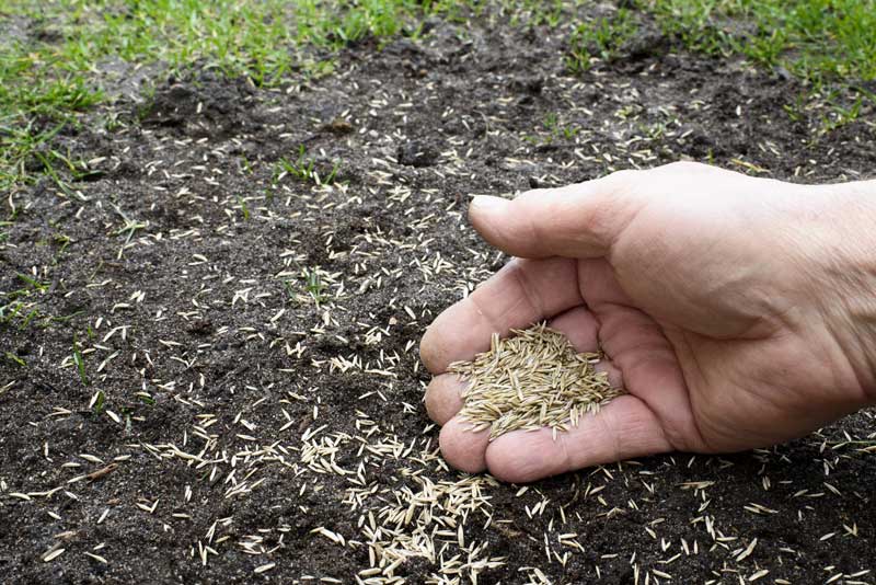 Semer gazon naturel - Aidlib paysagiste semis gazon semence ou rouleau