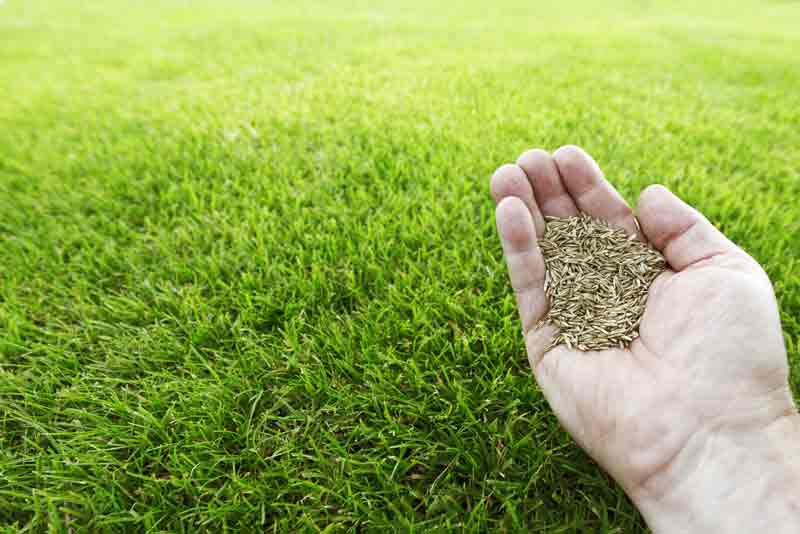 semis-pelouse-naturelle-aidlib-espaces-verts