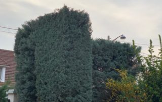 taille-haie-94-cupressus-aidlib