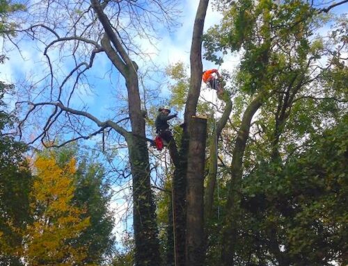 Élagage abattage arbres pour le Département 93