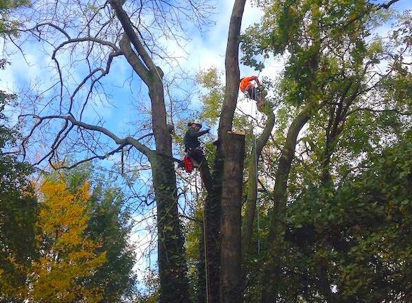 elagage abattage arbre