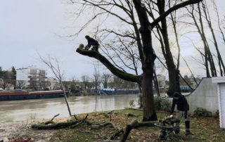 Abattage-arbre-créteil-eglise-aidlib-coupe branche