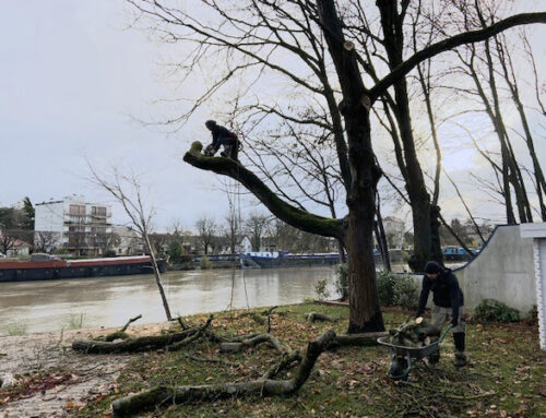 Abattage arbre Créteil l’Église