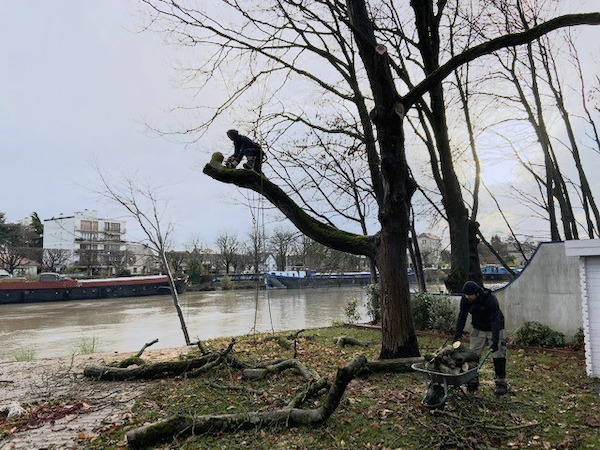 Abattage-arbre-créteil-eglise-aidlib-coupe branche