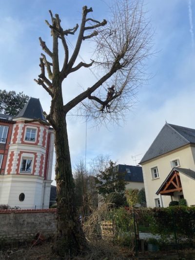 élagage-couper-branche-aidlib-elagueur-bourg-la-reine-elagage d’arbre