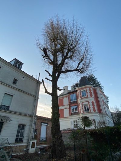 élagage-couper-branche-aidlib-elagueur-bourg-la-reine-elagage en cours élagage-couper-branche-aidlib-elagueur-bourg-la-reine-elagage en cours
