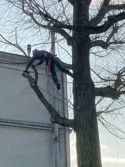 élagage-couper-branche-aidlib-elagueur-bourg-la-reine-elagagueur sécurisé en action élagage-couper-branche-aidlib-elagueur-bourg-la-reine-elagagueur sécurisé en action