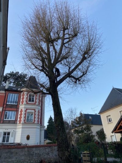 élagage-couper-branche-aidlib-elagueur-bourg-la-reine-elagueur-gripeur élagage-couper-branche-aidlib-elagueur-bourg-la-reine-elagueur-gripeur