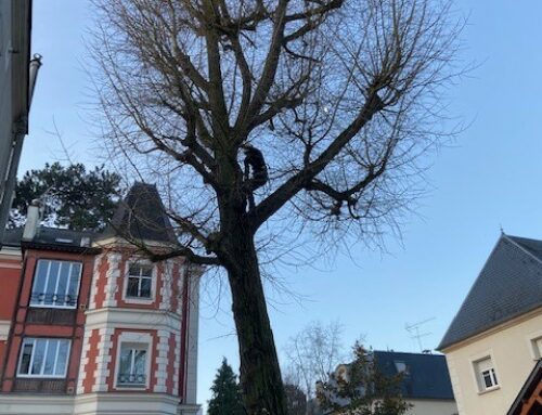 Intervention d’un élagueur grimpeur à Bourg-la-Reine